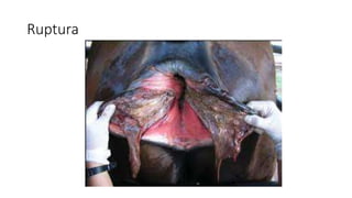 Ruptura
 