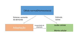 Célula normal(Homeostasia)
Adaptação
Lesão celular
Morte celular
Estresse, aumento
da demanda
Estímulo
Lesivo
Incapacidade de
adaptação
 