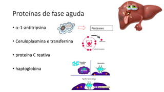 Proteínas de fase aguda
• -1-antitripsina
• Ceruloplasmina e transferrina
• proteína C reativa
• haptoglobina
Proteases
 