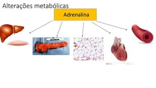 Alterações metabólicas
Adrenalina
 