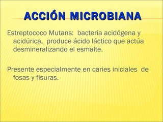 ACCIÓN MICROBIANA Estreptococo Mutans:  bacteria acidógena y acidúrica,  produce ácido láctico que actúa desmineralizando el esmalte. Presente especialmente en caries iniciales  de fosas y fisuras.  