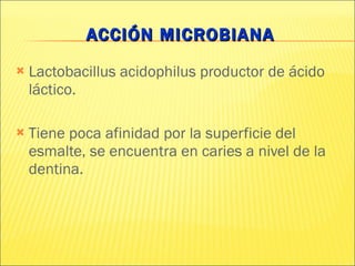 ACCIÓN MICROBIANA Lactobacillus acidophilus productor de ácido láctico. Tiene poca afinidad por la superficie del esmalte, se encuentra en caries a nivel de la dentina.  