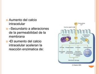 Aumento del calcio
  intracelular
 –Secundario a alteraciones
  de la permeabilidad de la
  membrana
 •El aumento del calcio
  intracelular aceleran la
  reacción enzimatica de:
 