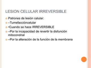 LESION CELULAR IRREVERSIBLE
 Patrones de lesión celular:
 –Tumefaccióncelular

 •Cuando se hace IRREVERSIBLE

 –Por la incapacidad de revertir la disfunción
  mitocondrial
 –Por la alteración de la función de la membrana
 