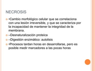 NECROSIS
 •Cambio morfológico celular que se correlaciona
  con una lesión irreversible, y que se caracteriza por
  la incapacidad de mantener la integridad de la
  membrana.
 –Desnaturalización proteica

 –Digestión enzimático: autolisis

 •Procesos tardan horas en desarrollarse, pero es
  posible medir marcadores a las pocas horas
 