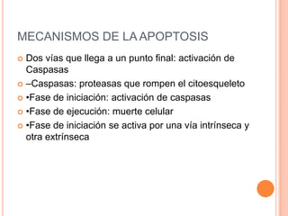 MECANISMOS DE LA APOPTOSIS
 Dos vías que llega a un punto final: activación de
  Caspasas
 –Caspasas: proteasas que rompen el citoesqueleto

 •Fase de iniciación: activación de caspasas

 •Fase de ejecución: muerte celular

 •Fase de iniciación se activa por una vía intrínseca y
  otra extrínseca
 