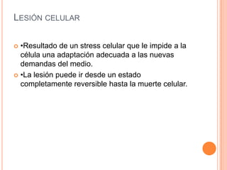LESIÓN CELULAR

 •Resultado de un stress celular que le impide a la
  célula una adaptación adecuada a las nuevas
  demandas del medio.
 •La lesión puede ir desde un estado
  completamente reversible hasta la muerte celular.
 
