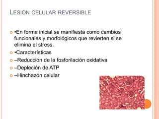 LESIÓN CELULAR REVERSIBLE

 •En forma inicial se manifiesta como cambios
  funcionales y morfológicos que revierten si se
  elimina el stress.
 •Características

 –Reducción de la fosforilación oxidativa

 –Depleción de ATP

 –Hinchazón celular
 