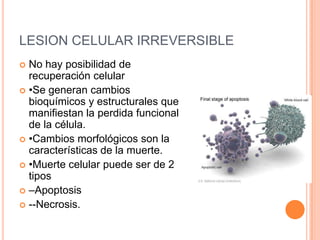 LESION CELULAR IRREVERSIBLE
 No hay posibilidad de
  recuperación celular
 •Se generan cambios
  bioquímicos y estructurales que
  manifiestan la perdida funcional
  de la célula.
 •Cambios morfológicos son la
  características de la muerte.
 •Muerte celular puede ser de 2
  tipos
 –Apoptosis
 --Necrosis.
 