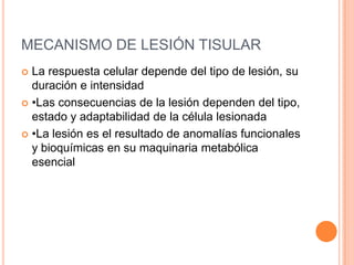 MECANISMO DE LESIÓN TISULAR
 La respuesta celular depende del tipo de lesión, su
  duración e intensidad
 •Las consecuencias de la lesión dependen del tipo,
  estado y adaptabilidad de la célula lesionada
 •La lesión es el resultado de anomalías funcionales
  y bioquímicas en su maquinaria metabólica
  esencial
 