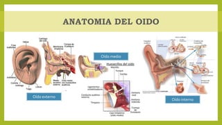 Oído externo
Oído interno
Oído medio
 