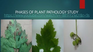 PHASES OF PLANT PATHOLOGY STUDY
https://www.youtube.com/watch?v=-881nYz1eLY&t=9s
 