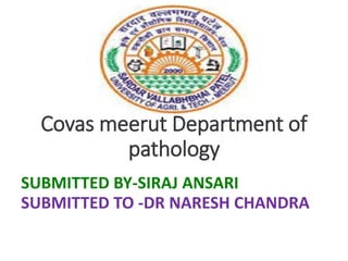 Covas meerut Department of
pathology
SUBMITTED BY-SIRAJ ANSARI
SUBMITTED TO -DR NARESH CHANDRA
 