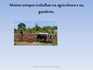 Moitosetiopes traballan na agricultura ena
gandería.
BIBLIOTECA CEIP ADR CASTELAO RIANXO
 
