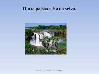 Outra paisaxe é a da selva.
BIBLIOTECA CEIP ADR CASTELAO RIANXO
 