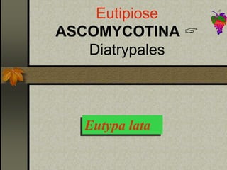 Eutipiose
ASCOMYCOTINA 
Diatrypales
Eutypa lata
 
