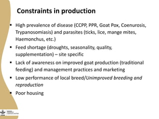 Small Ruminant Value Chain Development in Ethiopia: Initial problem analysis and related interventions