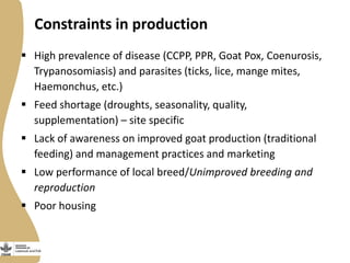 Small Ruminant Value Chain Development in Ethiopia: Initial problem analysis and related interventions