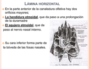 Lámina horizontalEn la parte anterior de la canaladura olfativa hay dos orificios mayores; La hendidura etmoidal, que da paso a una prolongación de la duramadreEl agujero etmoidal, que da paso al nervio nasal interno.Su cara inferior forma parte de la bóveda de las fosas nasales.
