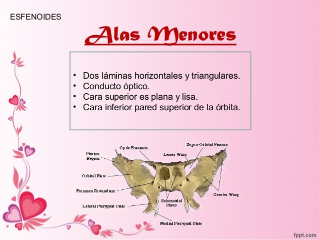 anatomia de Etmoides esfenoides