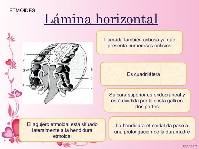 anatomia de Etmoides esfenoides