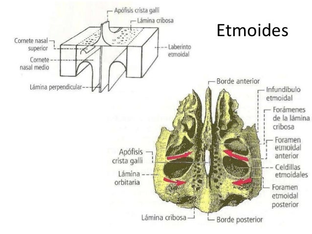 Resultado de imagen para etmoides y esfenoides
