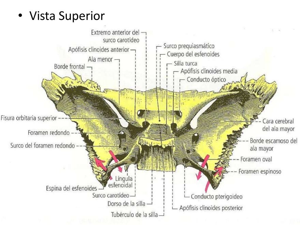 Etmoides y esfenoides