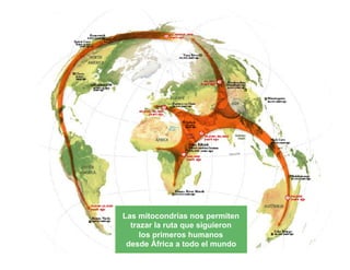 Las mitocondrias nos permiten
trazar la ruta que siguieron
los primeros humanos
desde África a todo el mundo

 