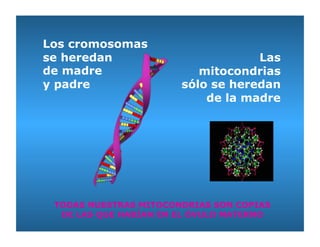 Los cromosomas
se heredan
de madre
y padre

Las
mitocondrias
sólo se heredan
de la madre

TODAS NUESTRAS MITOCONDRIAS SON ...