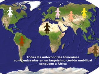 Todas las mitocondrias femeninas
como enlazadas en un larguísimo cordón umbilical
conducen a África
 