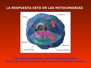 LA RESPUESTA ESTÁ EN LAS MITOCONDRIAS
Las mitocondrias son estructuras diminutas
dentro de las células que nos ayudan a producir energía.
 