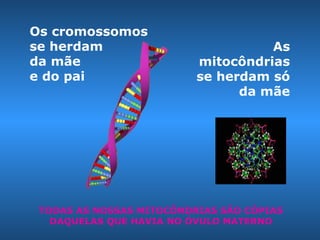 Os cromossomos
se herdam
da mãe
e do pai
As
mitocôndrias
se herdam só
da mãe
TODAS AS NOSSAS MITOCÔNDRIAS SÃO CÓPIAS
DAQUELAS QUE HAVIA NO ÓVULO MATERNO
 
