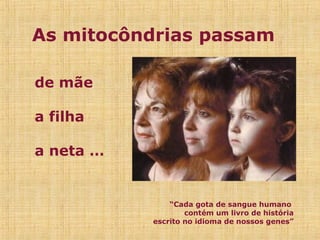 de mãe
a filha
a neta …
As mitocôndrias passam
“Cada gota de sangue humano
contém um livro de história
escrito no idioma de nossos genes”
 