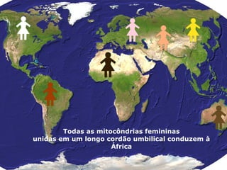 Todas as mitocôndrias femininas
unidas em um longo cordão umbilical conduzem à
África
 