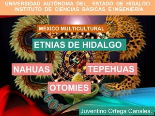 NAHUAS
UNIVERSIDAD AUTÓNOMA DEL ESTADO DE HIDALGO
INSTITUTO DE CIENCIAS BÁSICAS E INGENIERÍA
.
OTOMIES
TEPEHUAS
ETNIAS DE HIDALGO
MÉXICO MULTICULTURAL
Juventino Ortega Canales.
 