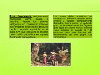 Los huaoranis, antiguamente               Los huaos vivían apartados del
conocidos     como     aucas      o       contacto con el blanco, dormían en los
aushiris, fueron los últimos              árboles y estaban completamente
indígenas en conservar intactos           desnudos. Ahora queda un reducido
                                          grupo en estado primitivo: los Tagaeris
sus orígenes ancestrales después          (pies rojos en idioma kichua) quienes
de la conquista española en el            viven aislados en nomás de 140
siglo XIV, que ocasionó la muerte         personas, pero que habrían sido
de un millón de nativos en la parte       exterminados por otro grupo: Los
Andina de Sudamérica.                     Taromenane




                                      .
 