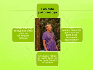 Los aido
                   pai o secoya




Hablan la lengua                                    Son
secoya que forma                             un etnia amerindia
     parte de                                  que habita en
   las lenguas                                   parte de la
     tucanas.                                    Amazonía
                                               ecuatoriana y
                                                  peruana.




                    En Ecuador habitan
                   las riveras de los ríos
                    Eno, Napo, Aguarico
                        y Cuyabeno,
 
