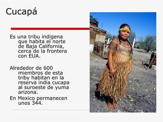 Cucapá Es una tribu indigena que habita el norte de Baja California, cerca de la frontera con EUA. Alrededor de 600 miembros de esta triby habitan en la reserva india cucapa al suroeste de yuma arizona.  En Mexico permanecen unos 344. 