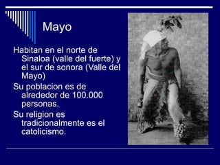 Mayo Habitan en el norte de Sinaloa (valle del fuerte) y el sur de sonora (Valle del Mayo) Su poblacion es de alrededor de 100.000 personas. Su religion es tradicionalmente es el catolicismo. 