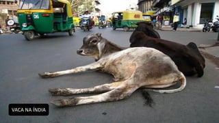 VACA NA ÍNDIA
 