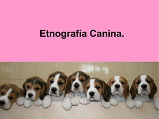 Etnografía Canina.

 
