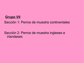 Grupo VII
Sección 1: Perros de muestra continentales
Sección 2: Perros de muestra ingleses e
irlandeses

 