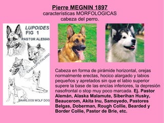 Pierre MEGNIN 1897

características MORFOLOGICAS
cabeza del perro.

Cabeza en forma de pirámide horizontal, orejas
normalmente erectas, hocico alargado y labios
pequeños y apretados sin que el labio superior
supere la base de las encías inferiores, la depresión
nasofrontal o stop muy poco marcada. Ej. Pastor
Alemán, Alaska Malamute, Siberihan Husky,
Beaucerom, Akita Inu, Samoyedo, Pastores
Belgas, Doberman, Rough Collie, Bearded y
Border Collie, Pastor de Brie, etc.

 