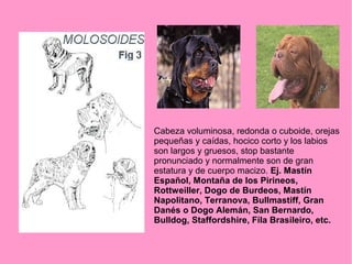 Cabeza voluminosa, redonda o cuboide, orejas
pequeñas y caídas, hocico corto y los labios
son largos y gruesos, stop bastante
pronunciado y normalmente son de gran
estatura y de cuerpo macizo. Ej. Mastín
Español, Montaña de los Pirineos,
Rottweiller, Dogo de Burdeos, Mastín
Napolitano, Terranova, Bullmastiff, Gran
Danés o Dogo Alemán, San Bernardo,
Bulldog, Staffordshire, Fila Brasileiro, etc.

 