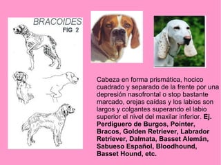 Cabeza en forma prismática, hocico
cuadrado y separado de la frente por una
depresión nasofrontal o stop bastante
marcado, orejas caídas y los labios son
largos y colgantes superando el labio
superior el nivel del maxilar inferior. Ej.
Perdiguero de Burgos, Pointer,
Bracos, Golden Retriever, Labrador
Retriever, Dalmata, Basset Alemán,
Sabueso Español, Bloodhound,
Basset Hound, etc.

 