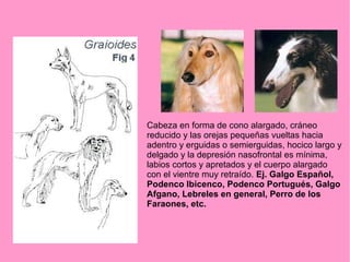 Cabeza en forma de cono alargado, cráneo
reducido y las orejas pequeñas vueltas hacia
adentro y erguidas o semierguidas, hocico largo y
delgado y la depresión nasofrontal es mínima,
labios cortos y apretados y el cuerpo alargado
con el vientre muy retraído. Ej. Galgo Español,
Podenco Ibicenco, Podenco Portugués, Galgo
Afgano, Lebreles en general, Perro de los
Faraones, etc.

 