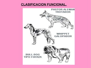 CLASIFICACION FUNCIONAL.

 