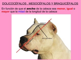 DOLICOCÉFALOS , MESOCÉFALOS Y BRAQUICÉFALOS
En función de que el ancho de la cabeza sea menor, igual o
mayor que la mitad de la longitud de la cabeza

 