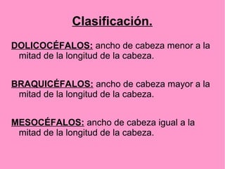 Clasificación.
DOLICOCÉFALOS: ancho de cabeza menor a la
mitad de la longitud de la cabeza.
BRAQUICÉFALOS: ancho de cabeza mayor a la
mitad de la longitud de la cabeza.
MESOCÉFALOS: ancho de cabeza igual a la
mitad de la longitud de la cabeza.

 