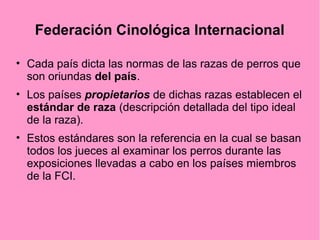Federación Cinológica Internacional
• Cada país dicta las normas de las razas de perros que
son oriundas del país.
• Los países propietarios de dichas razas establecen el
estándar de raza (descripción detallada del tipo ideal
de la raza).
• Estos estándares son la referencia en la cual se basan
todos los jueces al examinar los perros durante las
exposiciones llevadas a cabo en los países miembros
de la FCI.

 